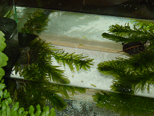 Baby Painted Turtles