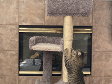 cat tree