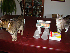 The cats are curious.