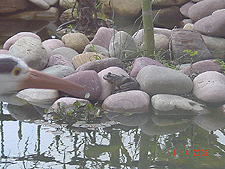 Our bullfrog, April 2006