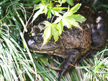 Bullfrog