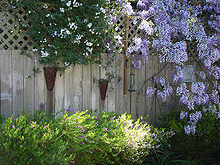 more Wisteria