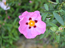 Rock Rose