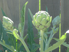 Artichokes