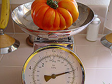 Another big tomato...but not a pretty one.