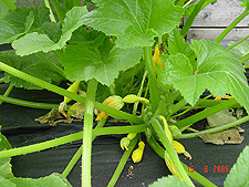 Crookneck Squash