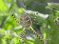 Scary spider in our vegetable gardens.